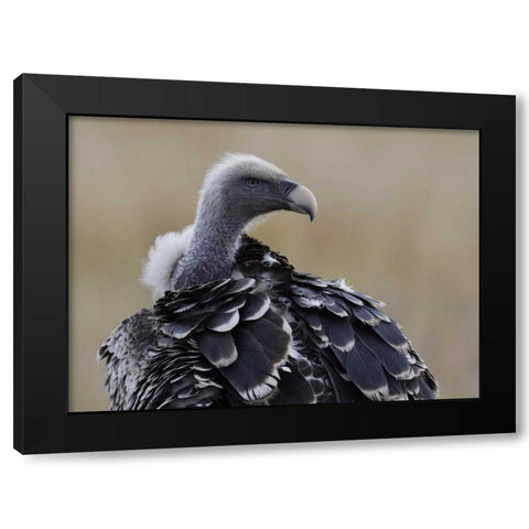 Kenya, Masai Mara Ruppells griffon vulture Black Modern Wood Framed Art Print with Double Matting by Morris, Arthur