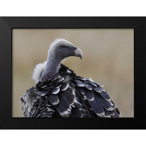 Kenya, Masai Mara Ruppells griffon vulture Black Modern Wood Framed Art Print by Morris, Arthur