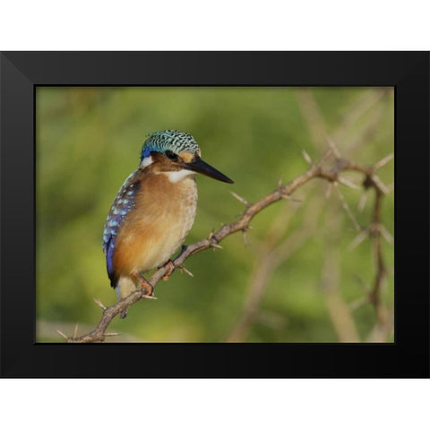 Kenya, Lake Baringo Pygmy kingfisher perched Black Modern Wood Framed Art Print by Morris, Arthur