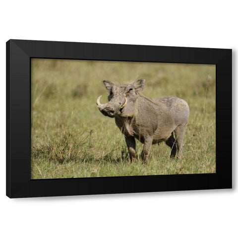 Kenya, Nakuru NP Warthog in standing pose Black Modern Wood Framed Art Print by Morris, Arthur