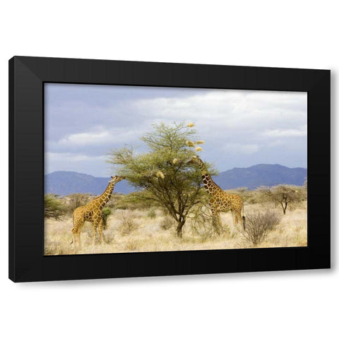 Kenya Two giraffes eat leaves off tree Black Modern Wood Framed Art Print with Double Matting by Williams, Joanne