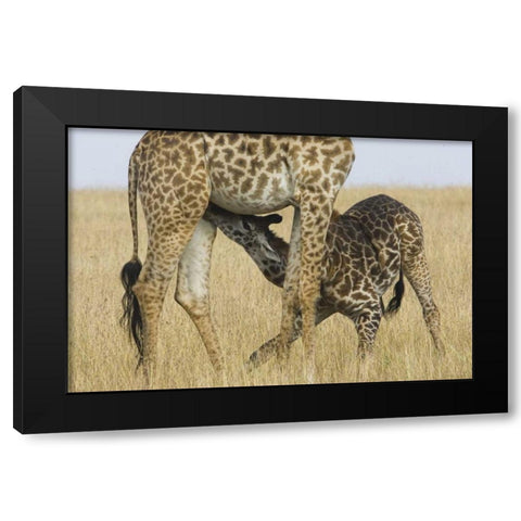 Kenya, Masai Mara Baby Masai giraffe nursing Black Modern Wood Framed Art Print with Double Matting by Williams, Joanne