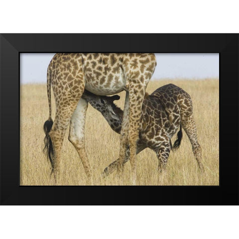 Kenya, Masai Mara Baby Masai giraffe nursing Black Modern Wood Framed Art Print by Williams, Joanne