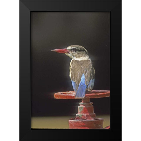 Kenya Brown-headed kingfisher on a valve wheel Black Modern Wood Framed Art Print by Williams, Joanne