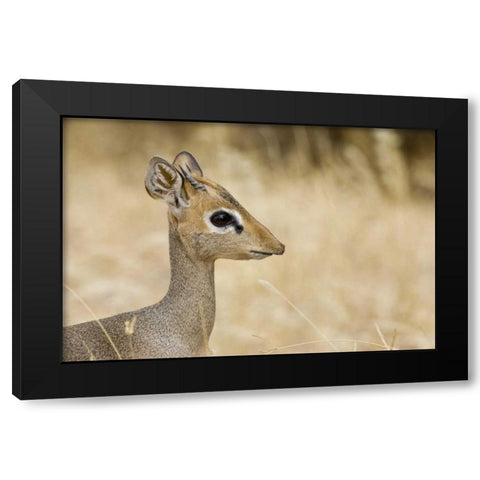 Kenya Profile of dik dik Black Modern Wood Framed Art Print by Williams, Joanne