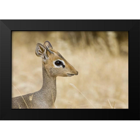 Kenya Profile of dik dik Black Modern Wood Framed Art Print by Williams, Joanne