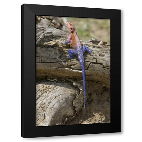 Kenya Colorful African lizard on log Black Modern Wood Framed Art Print by Williams, Joanne