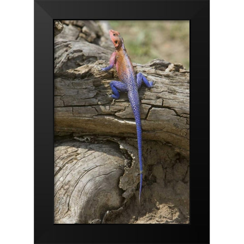 Kenya Colorful African lizard on log Black Modern Wood Framed Art Print by Williams, Joanne