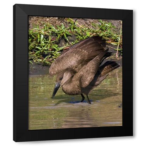 Kenya Hamerkop bird bathes in stream Black Modern Wood Framed Art Print with Double Matting by Williams, Joanne