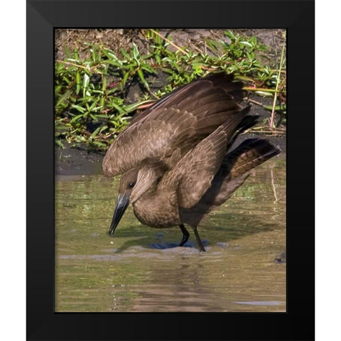 Kenya Hamerkop bird bathes in stream Black Modern Wood Framed Art Print by Williams, Joanne