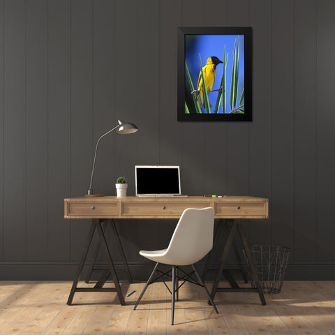 Kenya Masked weaver bird grasps leaves Black Modern Wood Framed Art Print by Williams, Joanne