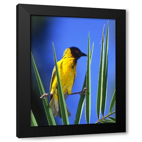 Kenya Masked weaver bird grasps leaves Black Modern Wood Framed Art Print by Williams, Joanne
