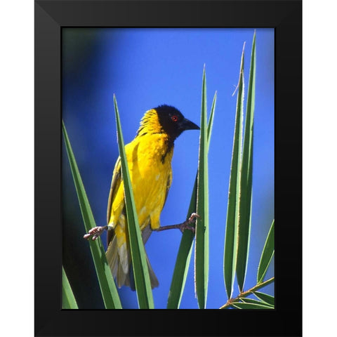 Kenya Masked weaver bird grasps leaves Black Modern Wood Framed Art Print by Williams, Joanne