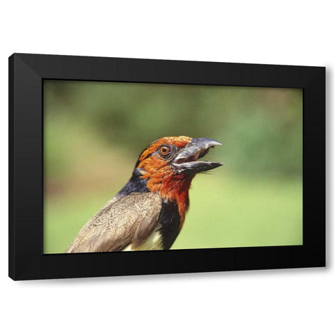 Kenya Black-collared barbet bird calling Black Modern Wood Framed Art Print by Williams, Joanne