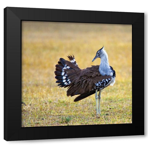 Kenya Kori bustard bird standing in a field Black Modern Wood Framed Art Print by Williams, Joanne