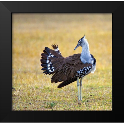 Kenya Kori bustard bird standing in a field Black Modern Wood Framed Art Print by Williams, Joanne