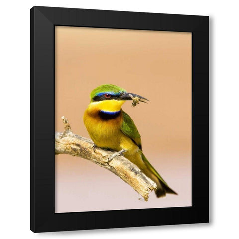 Kenya Little bee-eater bird on limb with a bee Black Modern Wood Framed Art Print with Double Matting by Williams, Joanne
