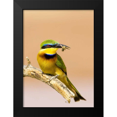 Kenya Little bee-eater bird on limb with a bee Black Modern Wood Framed Art Print by Williams, Joanne