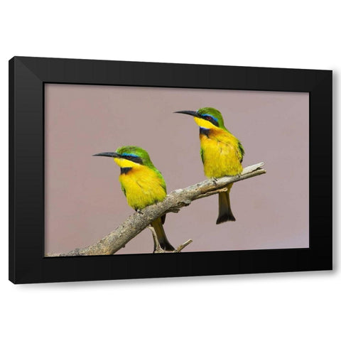 Kenya Two little bee-eater birds on limb Black Modern Wood Framed Art Print by Williams, Joanne