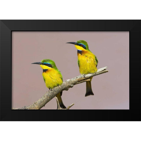 Kenya Two little bee-eater birds on limb Black Modern Wood Framed Art Print by Williams, Joanne