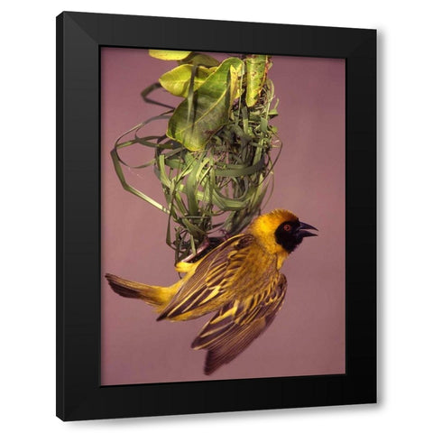 Kenya Masked weaver bird building a nest Black Modern Wood Framed Art Print by Williams, Joanne