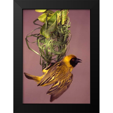 Kenya Masked weaver bird building a nest Black Modern Wood Framed Art Print by Williams, Joanne