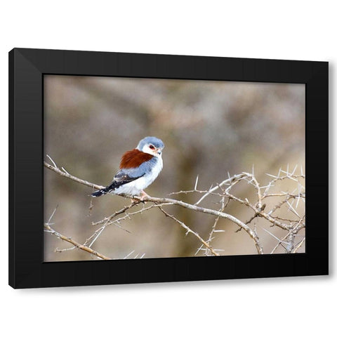 Kenya Pygmy falcon bird on limb Black Modern Wood Framed Art Print by Williams, Joanne