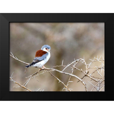 Kenya Pygmy falcon bird on limb Black Modern Wood Framed Art Print by Williams, Joanne