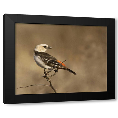 Kenya White-headed buffalo weaver on limb Black Modern Wood Framed Art Print by Williams, Joanne