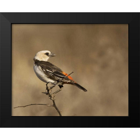 Kenya White-headed buffalo weaver on limb Black Modern Wood Framed Art Print by Williams, Joanne