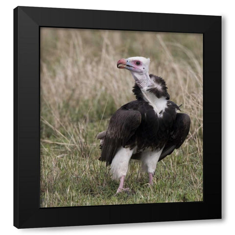 Kenya White-headed vulture standing in grass Black Modern Wood Framed Art Print with Double Matting by Williams, Joanne