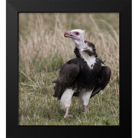 Kenya White-headed vulture standing in grass Black Modern Wood Framed Art Print by Williams, Joanne