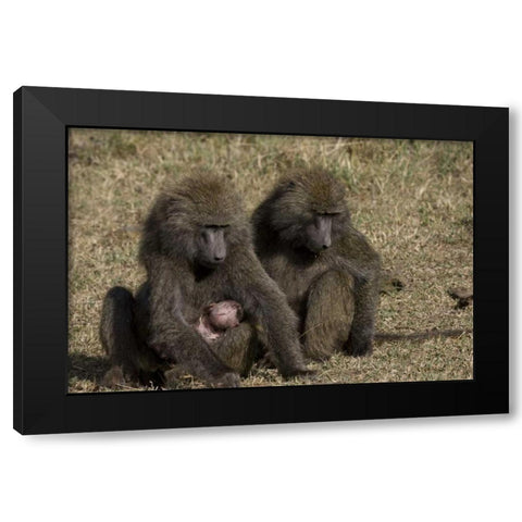 Kenya Mother baboon with newborn baby Black Modern Wood Framed Art Print by Williams, Joanne