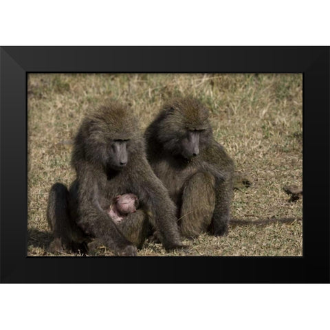 Kenya Mother baboon with newborn baby Black Modern Wood Framed Art Print by Williams, Joanne