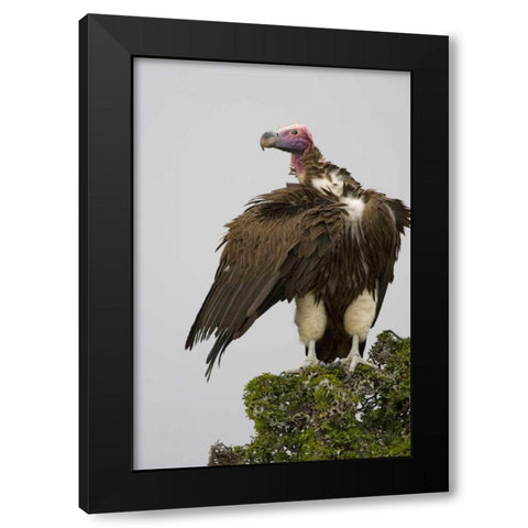 Kenya Lappet-faced vulture standing on treetop Black Modern Wood Framed Art Print by Williams, Joanne