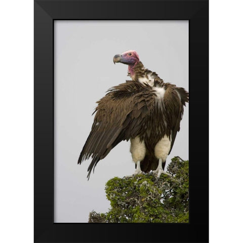 Kenya Lappet-faced vulture standing on treetop Black Modern Wood Framed Art Print by Williams, Joanne