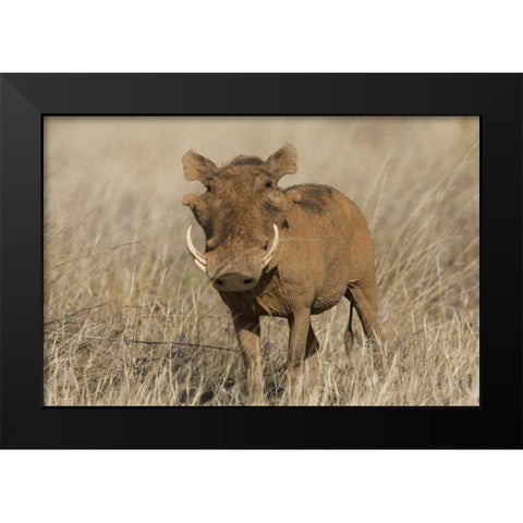 Kenya Frontal view of male warthog with tusks Black Modern Wood Framed Art Print by Williams, Joanne