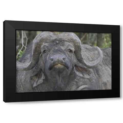 Kenya Frontal view of Cape buffalo Black Modern Wood Framed Art Print by Williams, Joanne