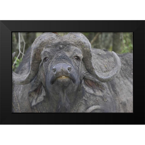 Kenya Frontal view of Cape buffalo Black Modern Wood Framed Art Print by Williams, Joanne