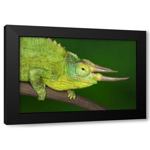 Kenya Close-up of Jacksons Chameleon on limb Black Modern Wood Framed Art Print by Flaherty, Dennis