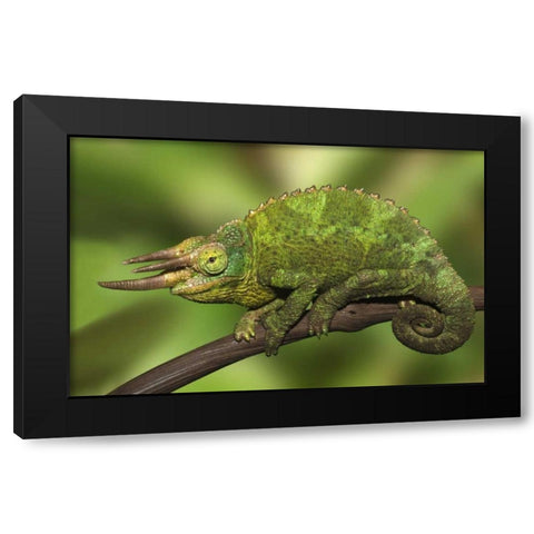 Kenya Close-up of Jacksons Chameleon on limb Black Modern Wood Framed Art Print by Flaherty, Dennis