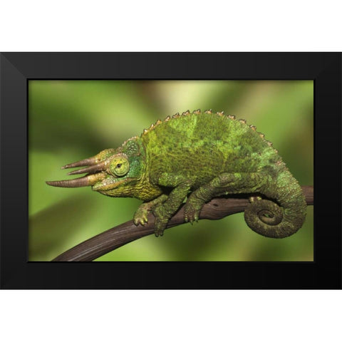 Kenya Close-up of Jacksons Chameleon on limb Black Modern Wood Framed Art Print by Flaherty, Dennis