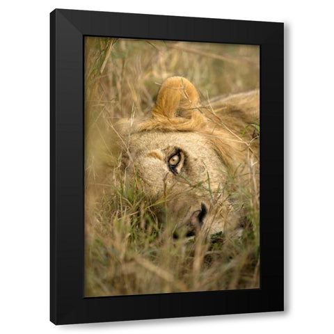 Kenya, Masai Mara Male lion sleeping in grass Black Modern Wood Framed Art Print with Double Matting by Zuckerman, Jim