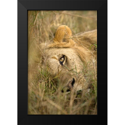 Kenya, Masai Mara Male lion sleeping in grass Black Modern Wood Framed Art Print by Zuckerman, Jim