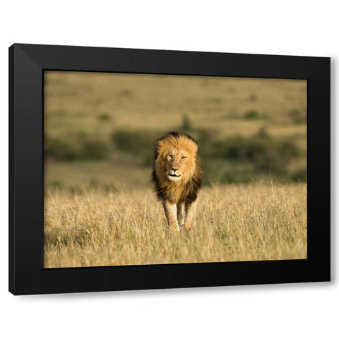 Kenya, Masai Mara Male lion walking in dry grass Black Modern Wood Framed Art Print with Double Matting by Zuckerman, Jim