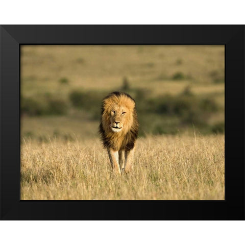 Kenya, Masai Mara Male lion walking in dry grass Black Modern Wood Framed Art Print by Zuckerman, Jim