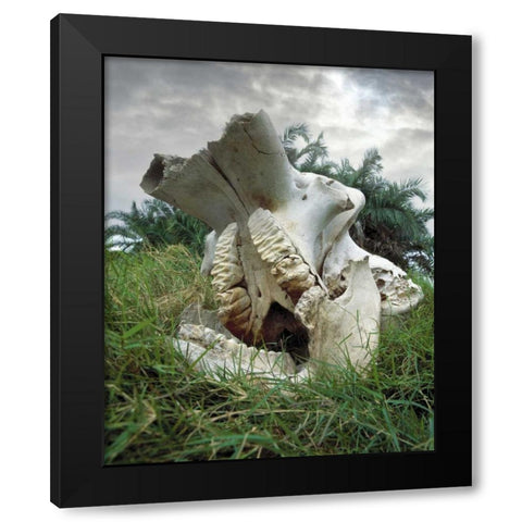 Kenya, Masai Mara Game Reserve Elephant skull Black Modern Wood Framed Art Print with Double Matting by Zuckerman, Jim