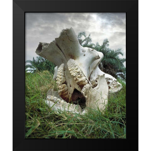 Kenya, Masai Mara Game Reserve Elephant skull Black Modern Wood Framed Art Print by Zuckerman, Jim