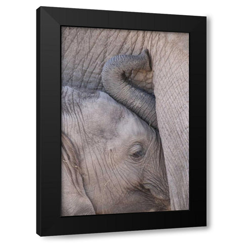 Kenya, Masai Mara Baby elephant nursing Black Modern Wood Framed Art Print by Zuckerman, Jim