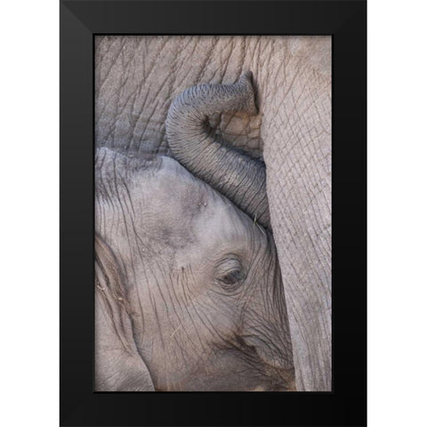 Kenya, Masai Mara Baby elephant nursing Black Modern Wood Framed Art Print by Zuckerman, Jim